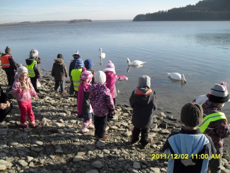 Oravská priehrada - kŕmenie labutí
